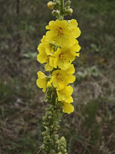 Verbascum phlomoides