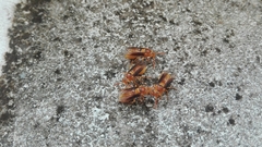 Parachartergus colobopterus