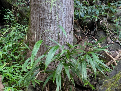 Setaria palmifolia observed 2026-09-20