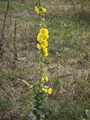 (c) Igor Balashov, some rights reserved (CC BY) Verbascum phlomoides, photograph (c) Igor Balashov, some rights reserved (CC BY)
