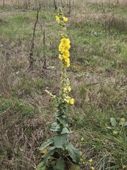 (c) Igor Balashov, some rights reserved (CC BY) Verbascum phlomoides, photograph (c) Igor Balashov, some rights reserved (CC BY)