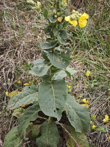 Verbascum phlomoides, photograph 4