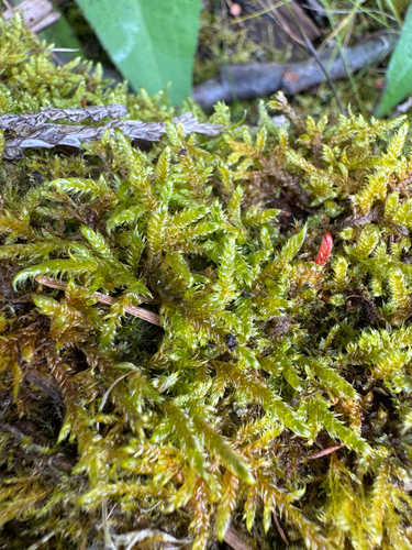 Calliergonella lindbergii observed 2026-09-19