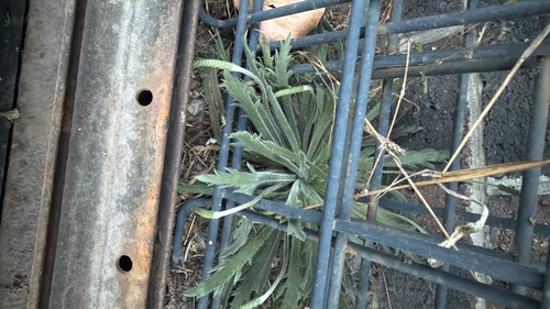 Buck's-horn Plantain