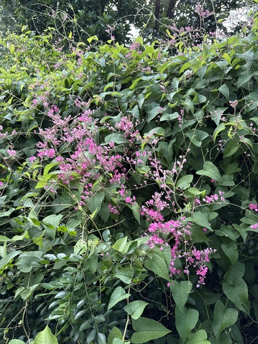 Coral Vine