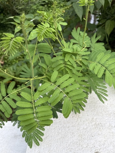 Giant False Sensitive Plant