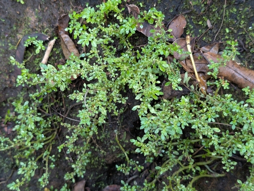 Pilea microphylla observed 2026-09-20