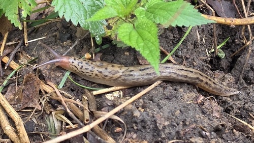 Leopard Slug