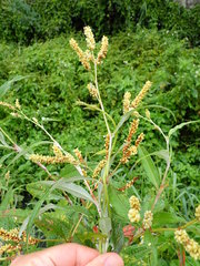 Persicaria lapathifolia lanata