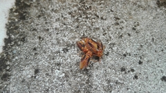 Parachartergus colobopterus