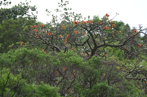 Erythrina sandwicensis, photograph 2