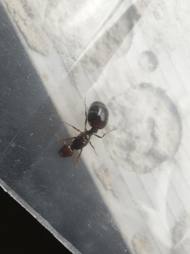 Red Imported Fire Ant