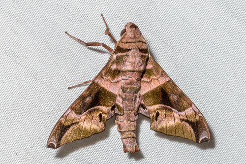 Purple hawkmoth