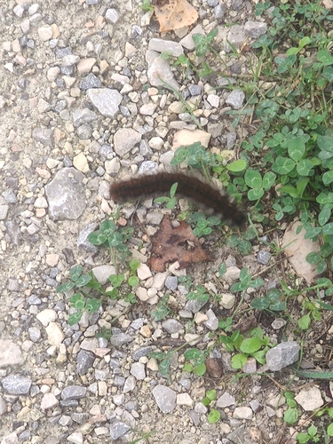 Fox Moth