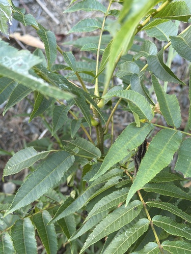 Platycarya strobilacea observed 2026-09-21