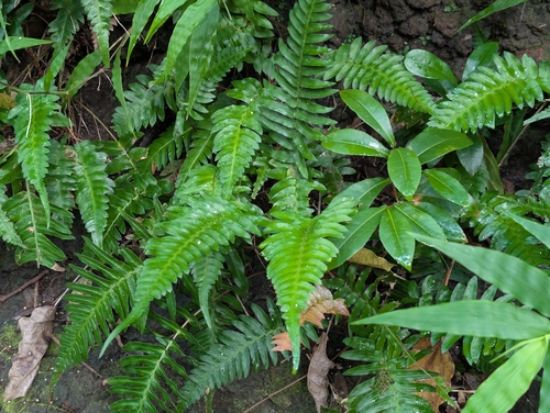 Blechnum appendiculatum observed 2026-09-20