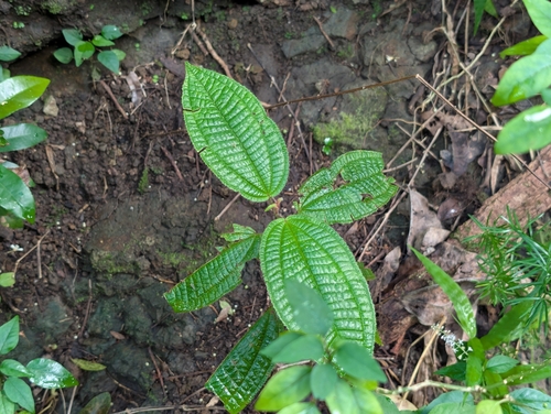 Miconia crenata, photograph 1