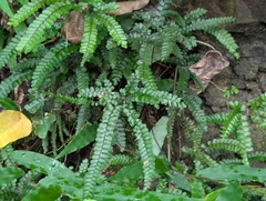 Adiantum hispidulum