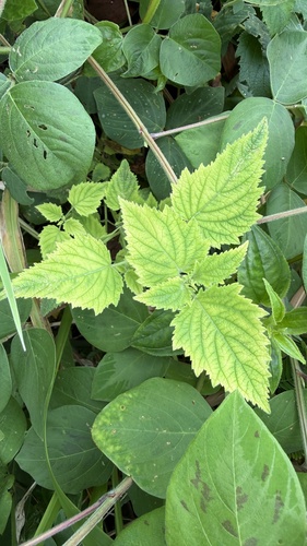 Comb Bushmint