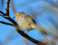 Ptilotula penicillata penicillata
