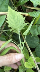 Mesosphaerum pectinatum, photograph (c) Tara Severns, some rights reserved (CC BY)