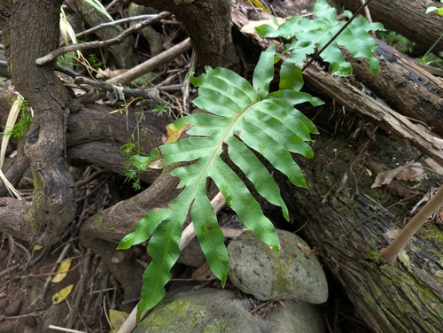 Phlebodium aureum, 2026-09-20