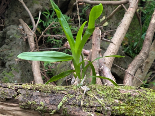 Polystachya concreta observed 2026-09-20