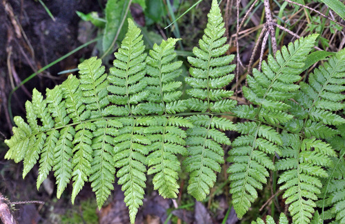 spinulose wood fern