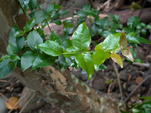Eugenia uniflora observed 2026-09-20