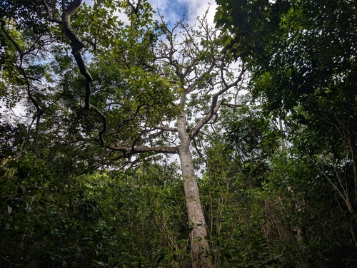 Erythrina sandwicensis, photograph 1
