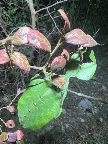 Cryptophyllium liyananae