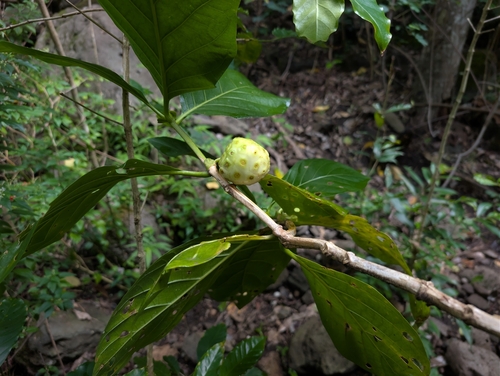 Morinda citrifolia observed 2026-09-20