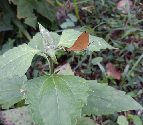 Common Yamfly