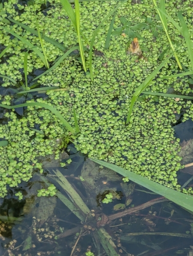 Lemna minor, photograph 2