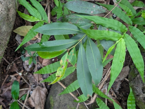 Syzygium, 2026-09-20