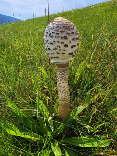Parasol