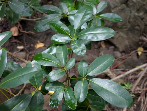 Tabebuia heterophylla observed 2026-09-20