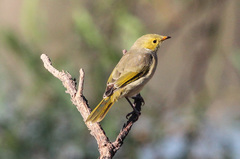 Ptilotula penicillata penicillata