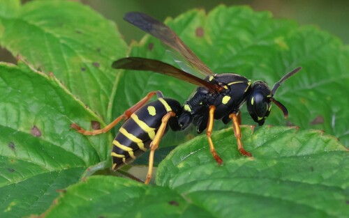 Polistes nimpha