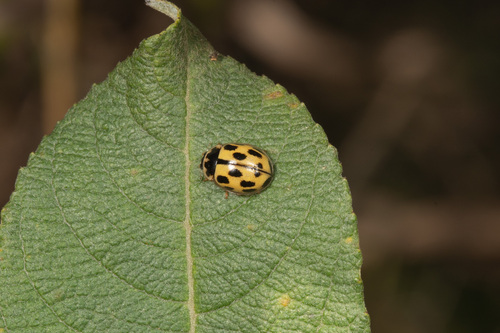 Fourteen-spotted Lady Beetle