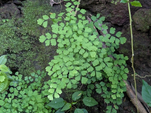 Adiantum raddianum observed 2026-09-20