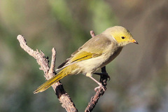Ptilotula penicillata penicillata