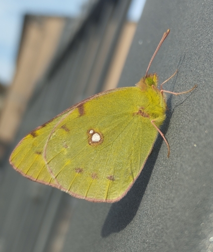Clouded Yellow