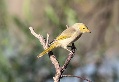 Ptilotula penicillata penicillata
