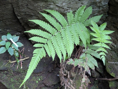 Christella dentata observed 2026-09-20