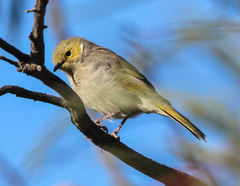 Ptilotula penicillata penicillata
