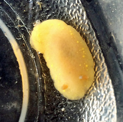 Cadlina modesta