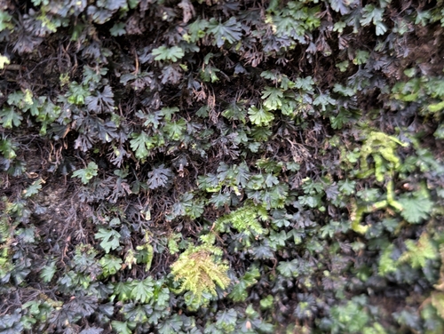 Crepidomanes parvulum observed 2026-09-20