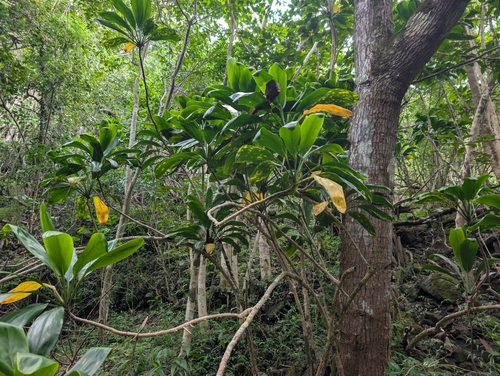 Cordyline fruticosa observed 2026-09-20
