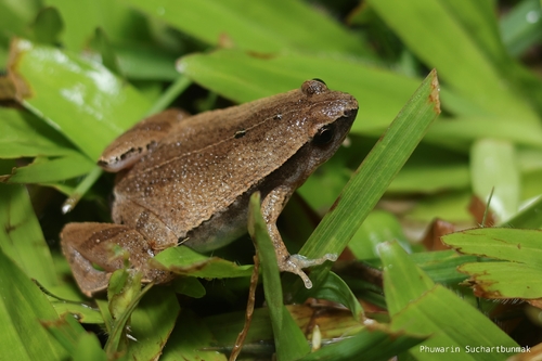 Microhyla heymonsi observed 2026-09-18